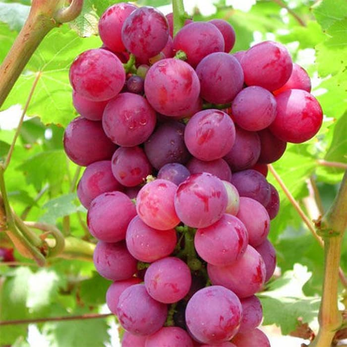 Beberapa Manfaat Buah Anggur Merah, Sibuah Segar Yang Dapat Mengatasi Wajah Berminyak